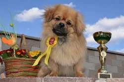 tibetský španěl s pp