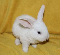 Zakrslý králíček - beránek