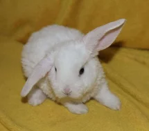 Zakrslý králíček - beránek