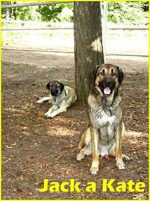 Anatolsky pastevecky pes