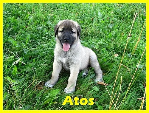 Anatolsky pastevecky pes