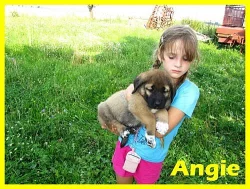 Anatolsky pastevecky pes