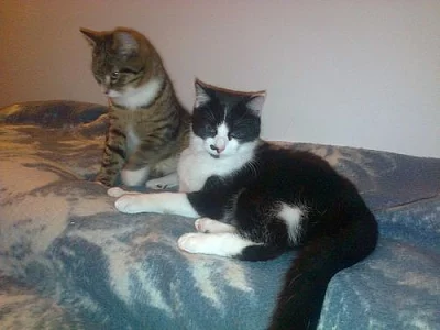 DARUJI vykastrované kocourky