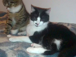 DARUJI vykastrované kocourky