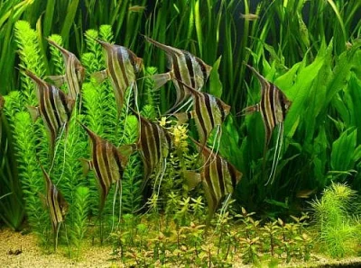 Akvarijní živočichové a chovatelské potřeby