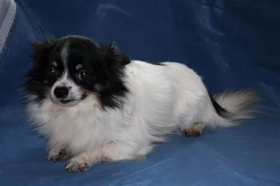 Čivava dlouhosrstá