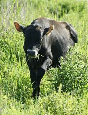 Prodáme býčka jersey