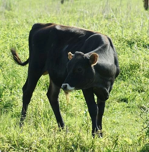 Prodáme býčka jersey