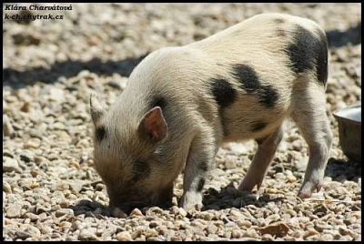 Prodáme göttingenská miniprasáta