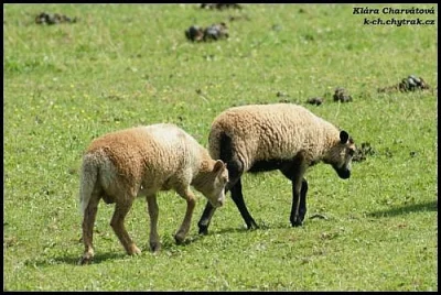 Prodáme beránky malého vzrůstu