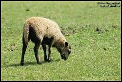 Prodáme beránky malého vzrůstu