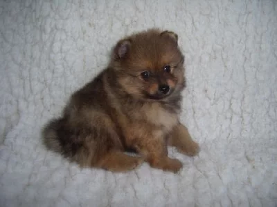 Německý špic oranžový s PP-štěňátka