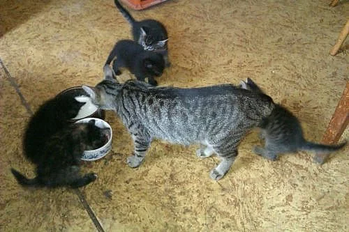 Daruji koťátka do dobrých rukou