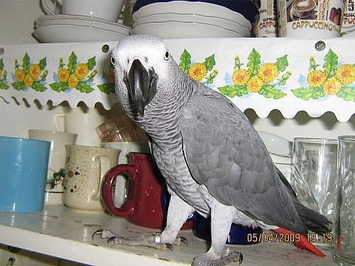 PAPOUŠEK ŠEDÝ - ŽAKO