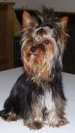 Jorkšírský terier - nabízím krytí