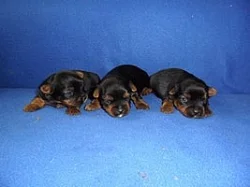 Jorkšírský terier - nabízím krytí