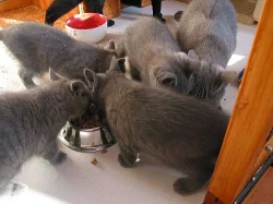 Britská modrá koťátka bez PP