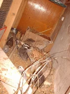 Křepel virginský a křepelka čínská