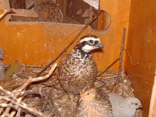 Křepel virginský a křepelka čínská