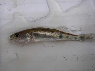 Prodám podzimní plůdek candáta obedného