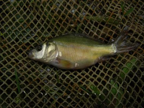 Prodám plůdek kapra obecného