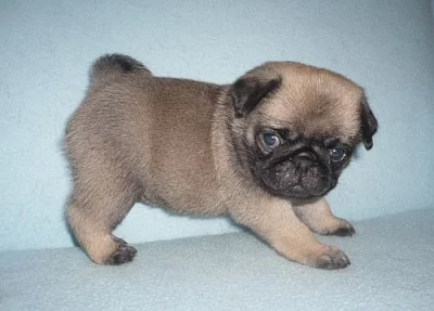 Mops béžový s PP pejsek