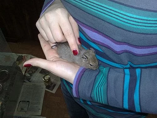 Věnuji osmáky degu