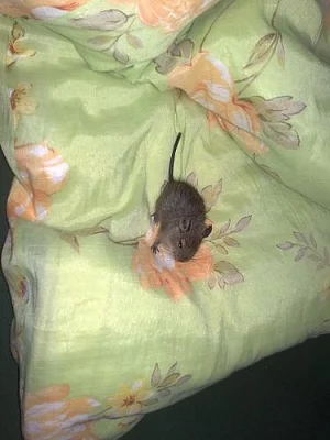 Věnuji osmáky degu