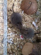 Věnuji osmáky degu