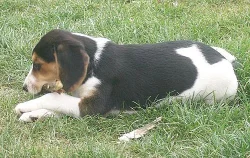 2měsíční krásná fenka křížence 