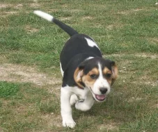 2měsíční krásná fenka křížence 