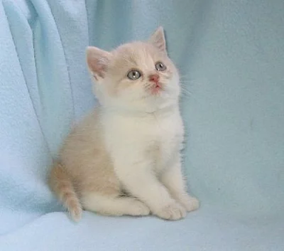 Britská vymazlená koťátka ihned k odběru!