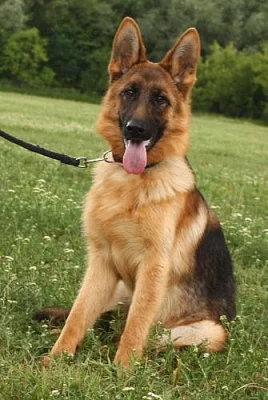 9 MĚSÍČNÍ FENKA NĚMECKÉHO OVČÁKA ZA SYMBOL. CENU