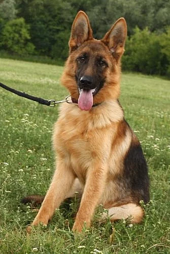 9 MĚSÍČNÍ FENKA NĚMECKÉHO OVČÁKA ZA SYMBOL. CENU