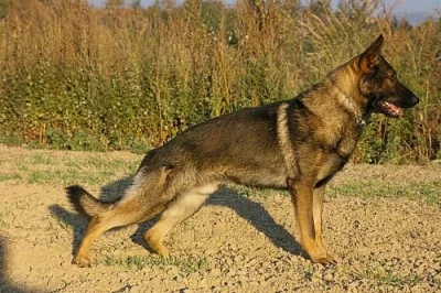 ŠTĚŇATA NĚMECKÉHO O.PO IZIASCHOVI VIKAR ZA 8.000KČ