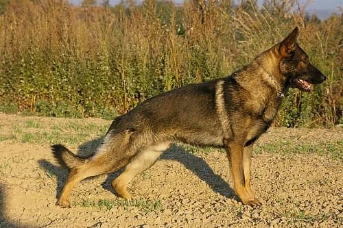 ŠTĚŇATA NĚMECKÉHO O.PO IZIASCHOVI VIKAR ZA 8.000KČ