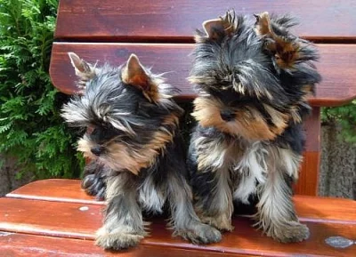 Jorkšírský teriér s PP štěňátka