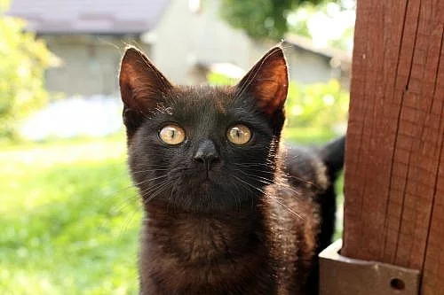 Daruji mazlivého kocourka