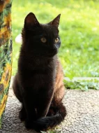 Daruji mazlivého kocourka