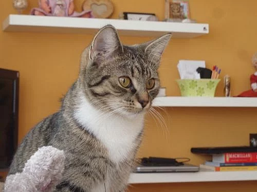 nový domov