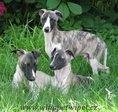 whippet , vipet, malý anglický chrt