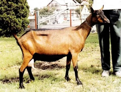 Koza hnědá krátkosrstá