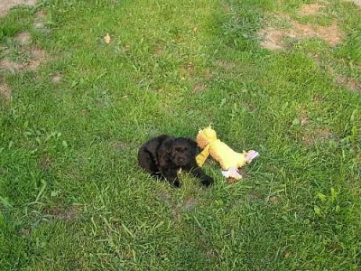 Pyrenejský ovčák štěňata