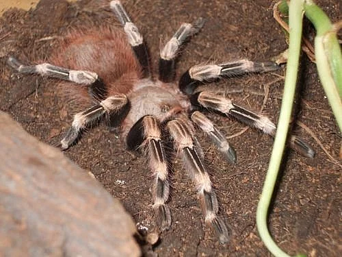 RUŠÍM CHOV SKLÍPKANŮ