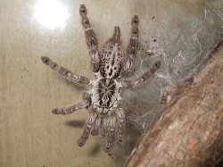 RUŠÍM CHOV SKLÍPKANŮ