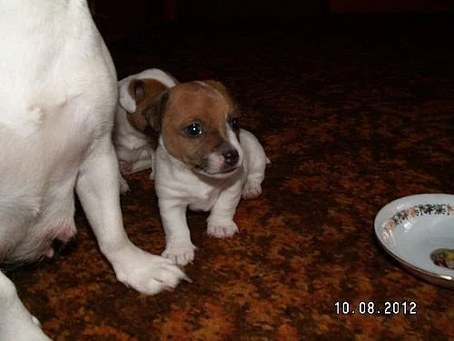 Prodám štěně , fenku mini Jack Russell terier