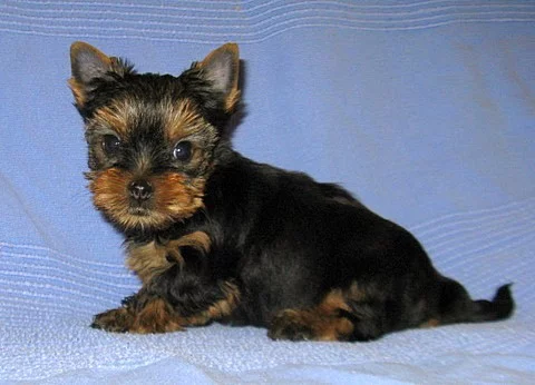 Jorkšírský teriér bez PP MINI