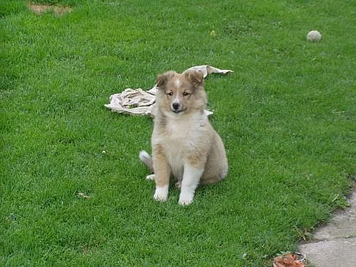 SHELTIE S PP - pejsek