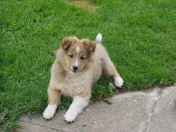 SHELTIE S PP - pejsek