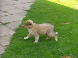 SHELTIE S PP - pejsek